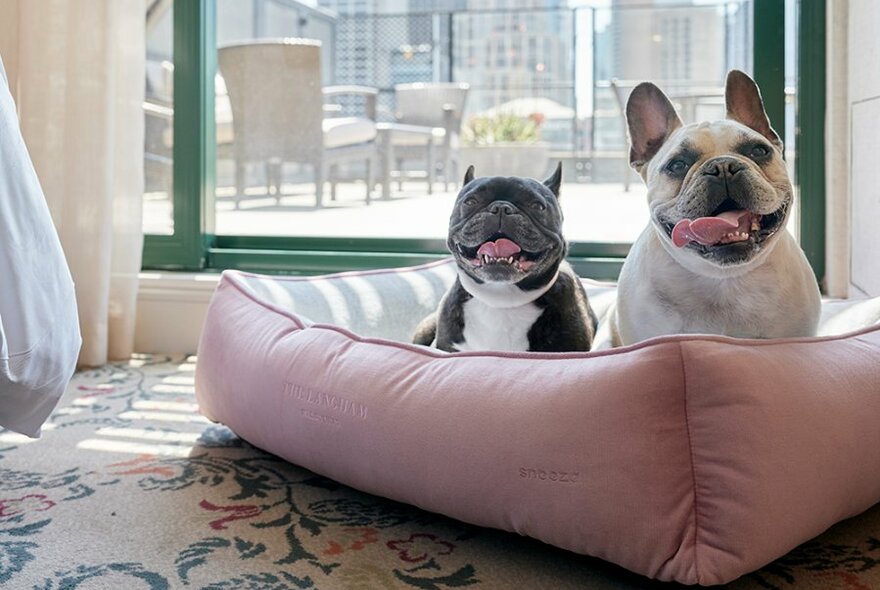 Two dogs with their tongues out on a pink dog bed.