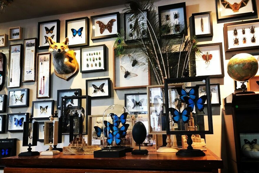 Shop with mounted butterflies and stuffed fox head on the walls.