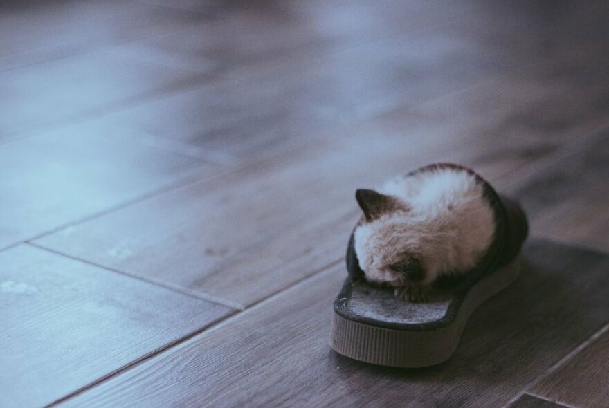 A kitten asleep inside a slipper