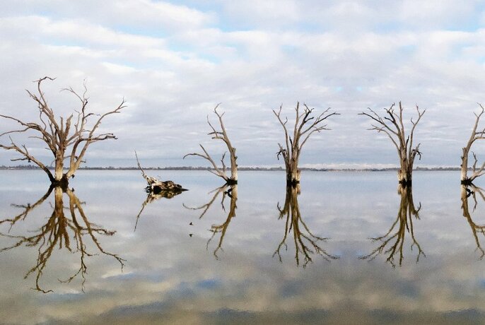 Art photo of dead trees in a drowned lake reflecting a cloudy sky.