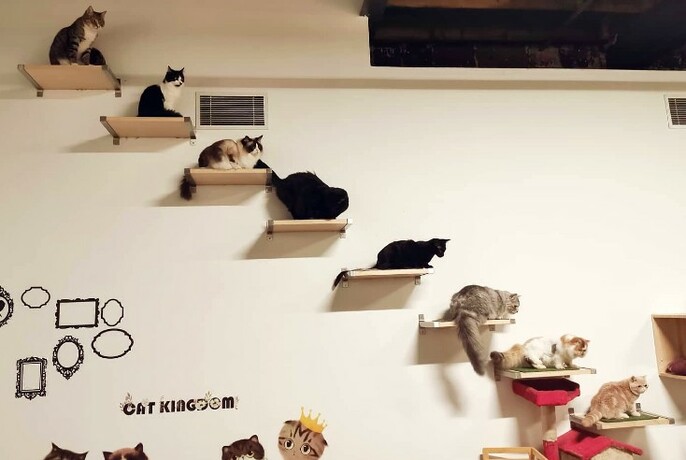 Series of shelves on a wall with  a cat on each.