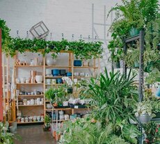 Melbourne's best indoor plant shops