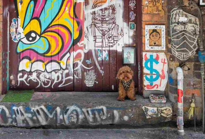 A dog standing in front of a street art mural