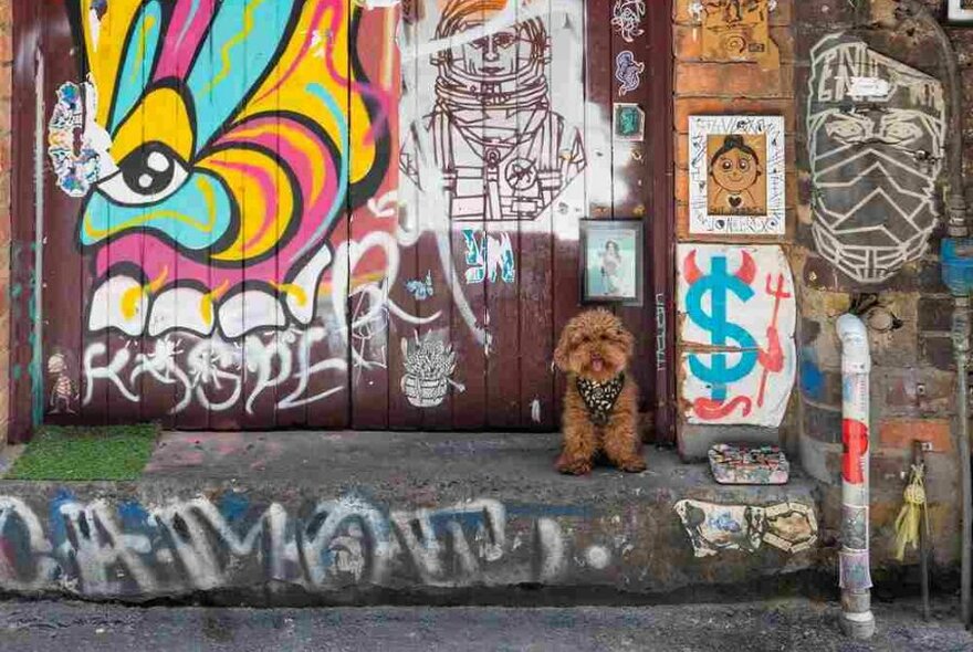 A dog standing in front of a street art mural