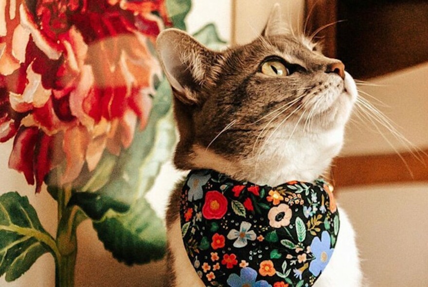 Grey and white cat, wearing floral-patterned 'bib' looking to one side; flower artwork to its right.