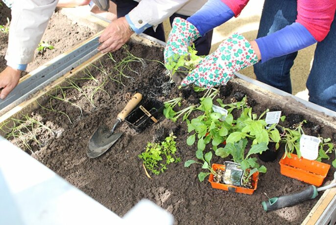 Looking down on a person wearing patterned gardening gloves planting seedlings in a smalll garden bed.