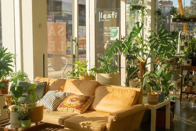 Sun shining on a sofa surrounded by pot plants.