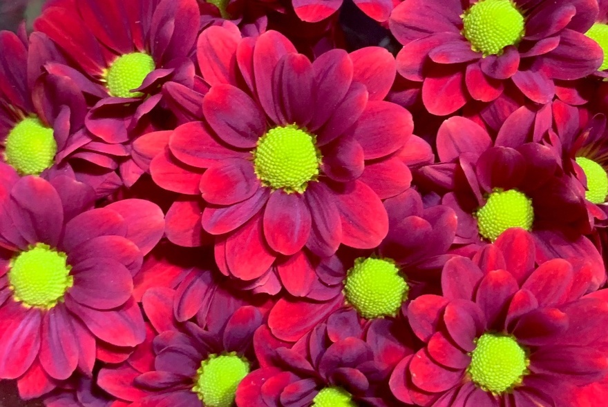 Masses of purple flowers with lime green centres.
