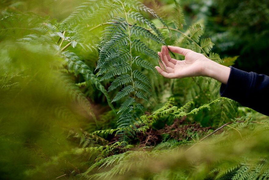 A woman's hand in front of a green fern garden.