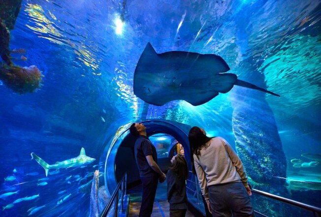 People in a glass tunnel looking at a large stingray swimming above them.