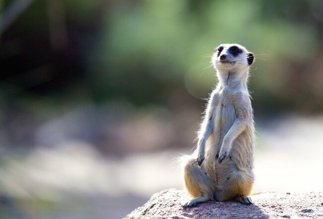 A meerkat sitting on its hind legs on a rock. 