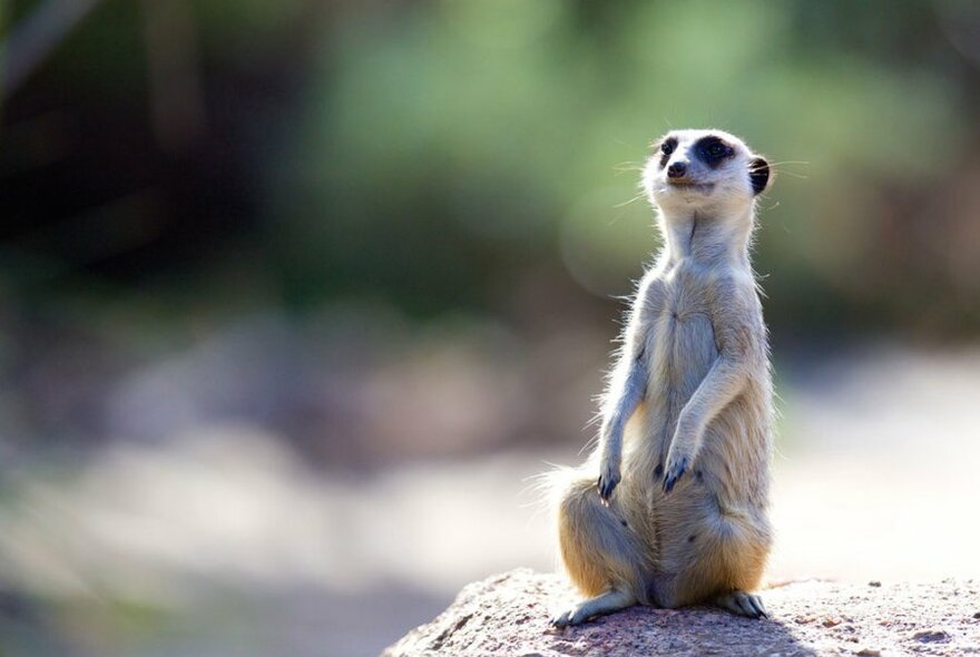 A meerkat sitting on its hind legs on a rock. 