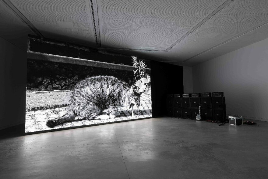 Large screen with an image of a tabby cat vomiting, in a large room with guitar and amps in a corner.