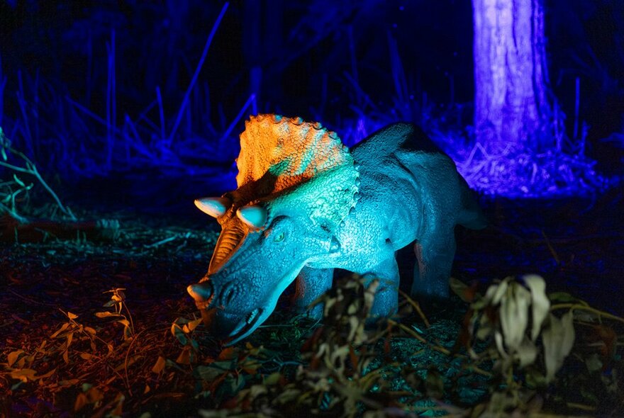 Animatronic Triceratops dinosaur lit up with blue and orange lights after dark at Melbourne Zoo.