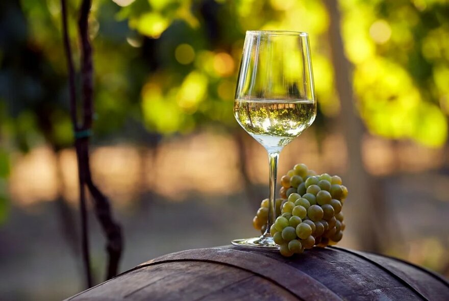 Glass of white wine and a bunch of grapes balanced on top of a wine barrell with blurred vines in the background.