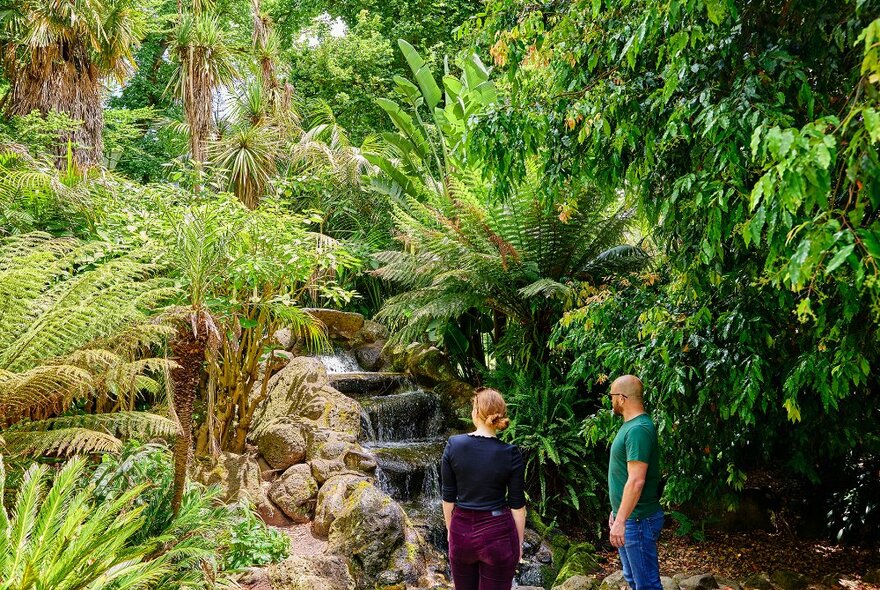 Two people looking at a waterfall in a fern filled park.