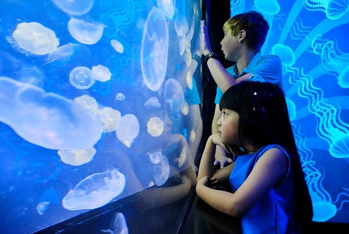 Kids leaning on a glass display filled with jellyfish.