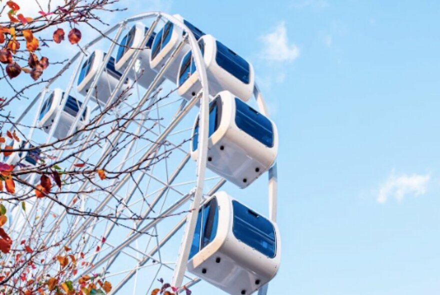The Melbourne Skyline ferris wheel pods against a blue sky with autumn colours in a tree in the foreground.