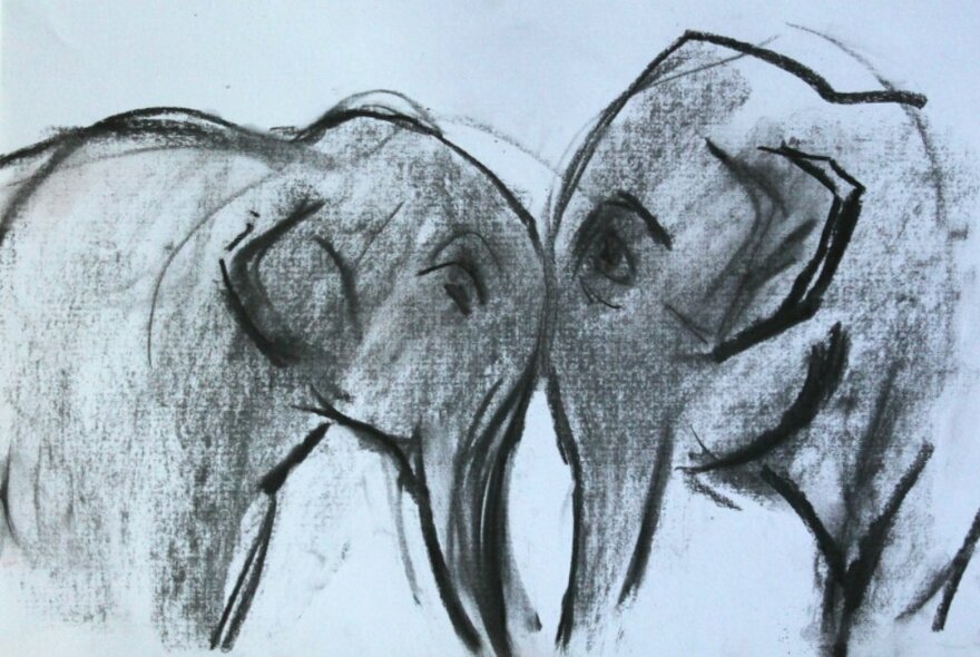 Charcoal drawing of two elephants facing each other.
