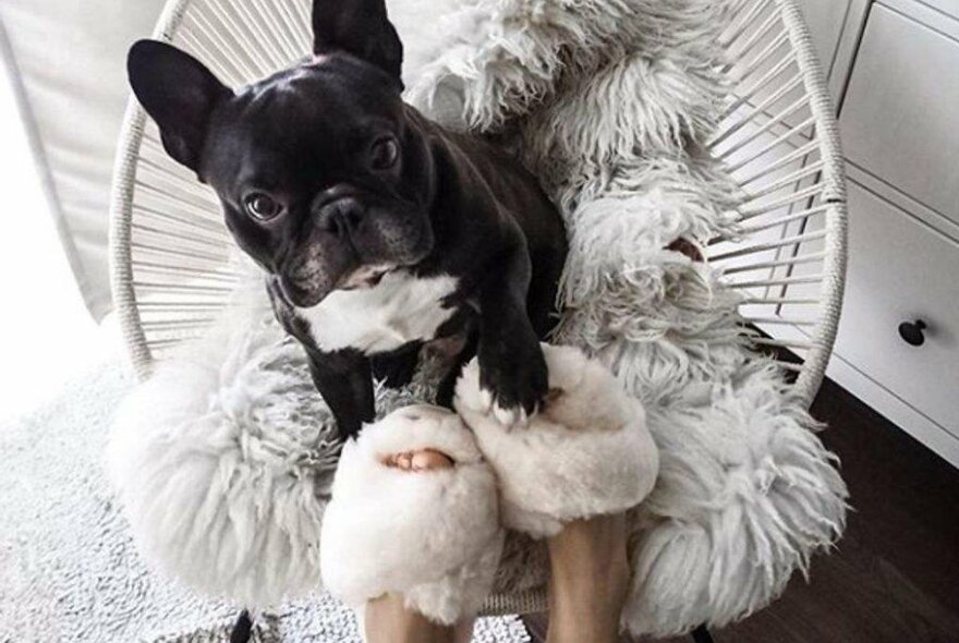 a puppy on a chair with a woman's feet resting on it