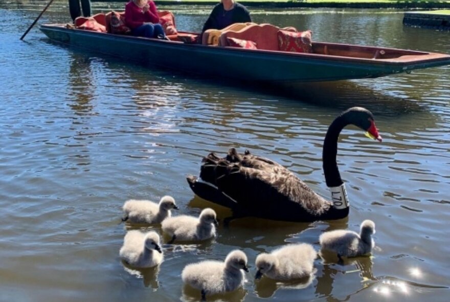 Swans and cygnets on Ornamental Lake with people watching from a gondola