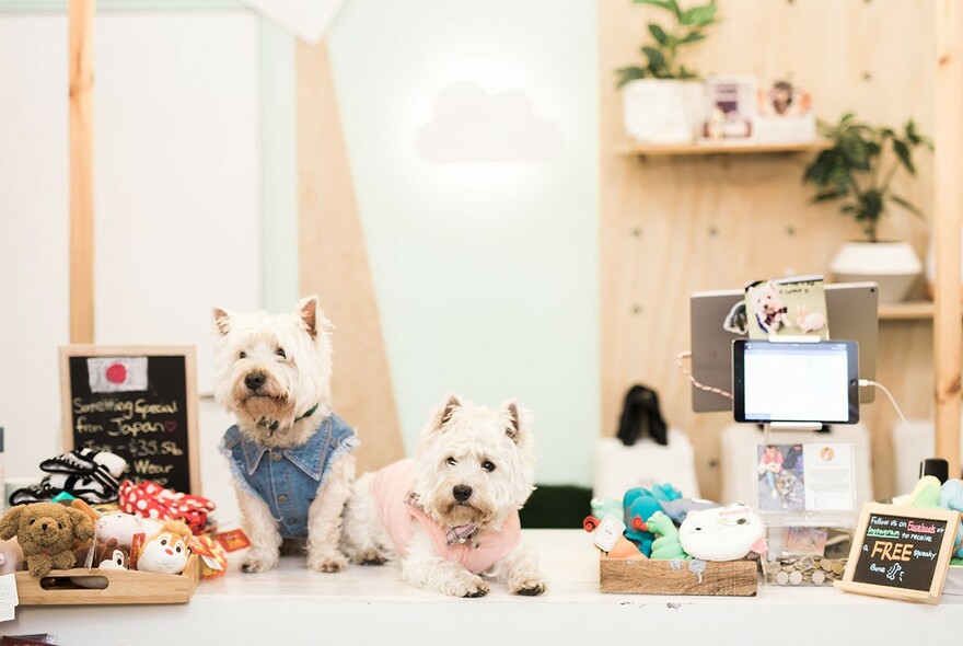 Two white dogs wearing vests among a range of pet toys.