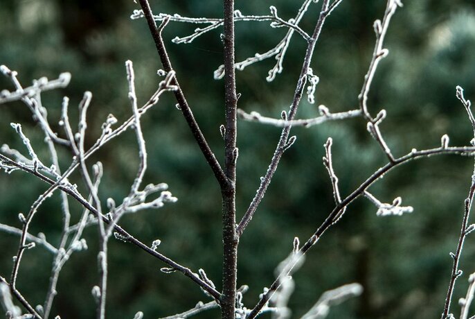 Snow and frost covered bare branches outdoors.