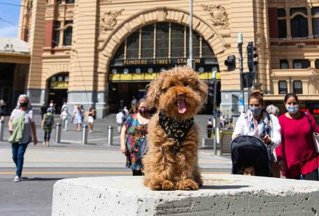 A dog smiling in front of a train station