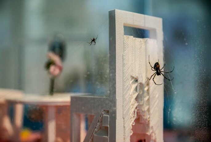 A display in a museum of two spiders on one side of a piece of glass.