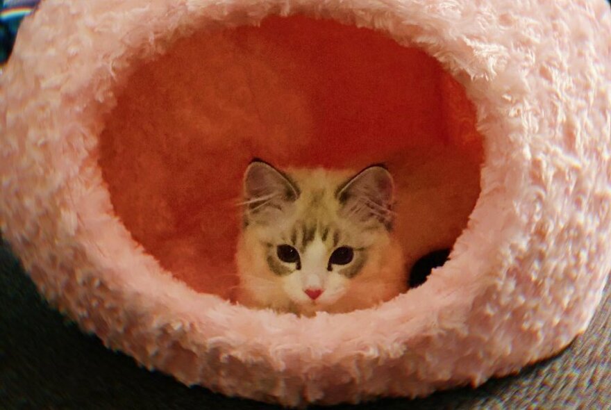 Kitten hiding in a round pink bed.