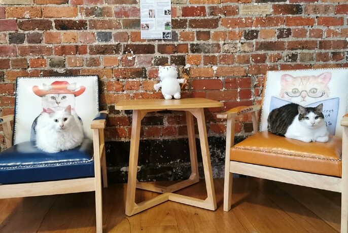 Two cats sitting on chairs with cushions depicting cats.