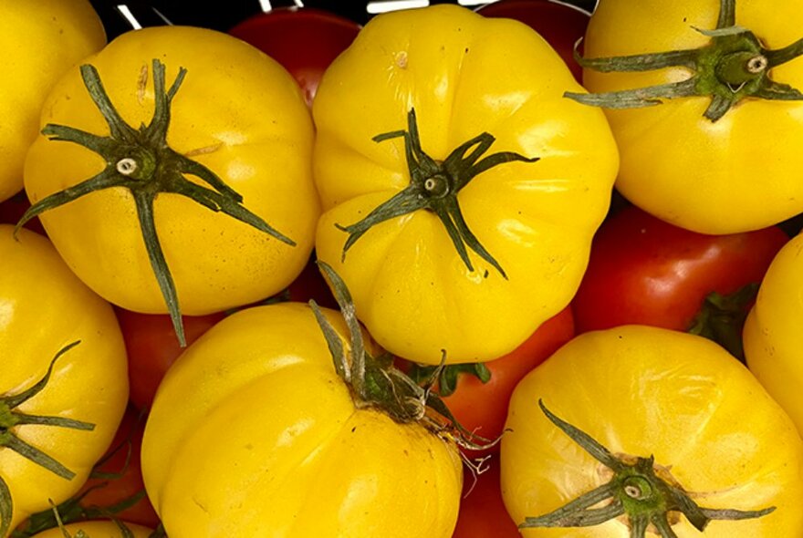 Close-up of yellow and red heirloom tomatoes.