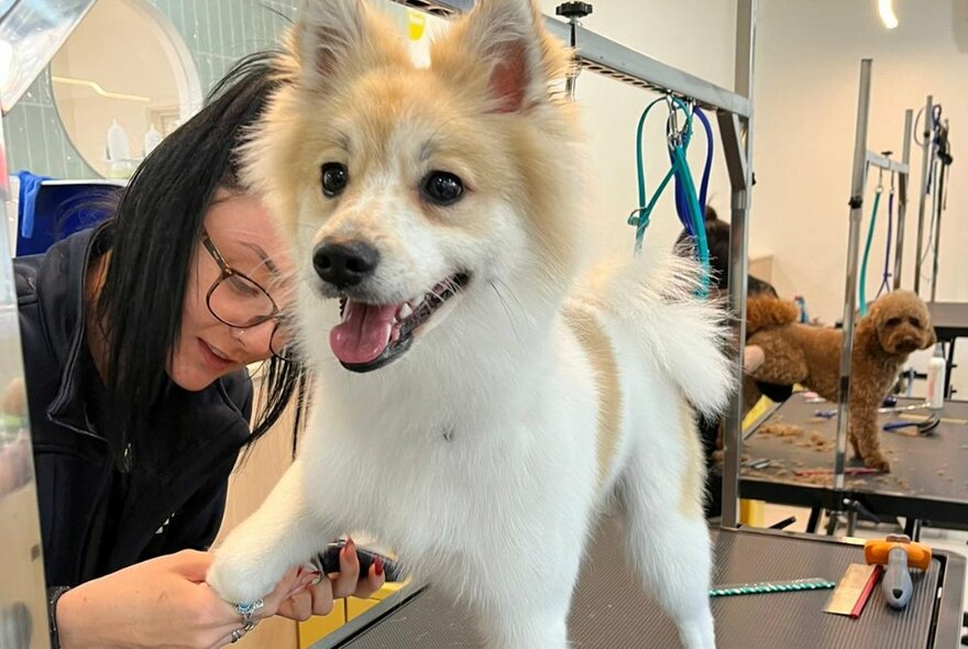 A perky smallish dog having its nails clipped in a dog salon while an oodle looks on.