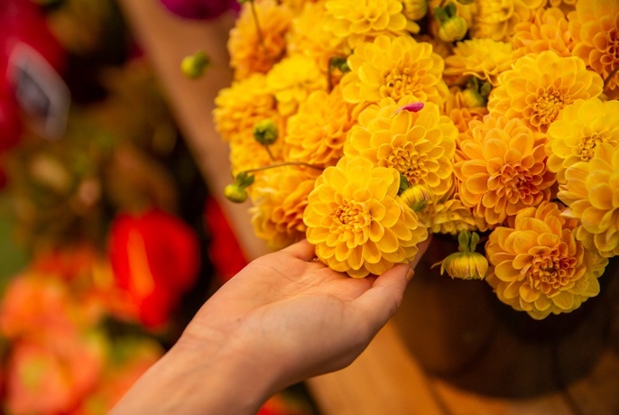 A hand touching a bouquet of orange dahlias.