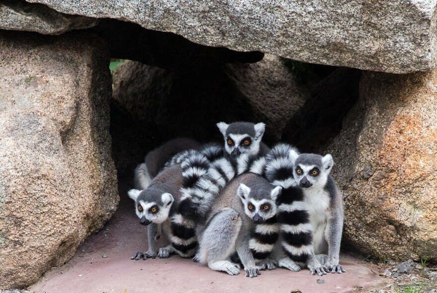 Ring-tailed lemurs at Melbourne Zoo.
