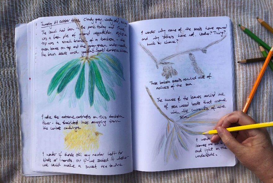 A hand holding a coloured pencil and drawing into a sketchbook that contains drawings of foliage, leaves and bark and some handwritten notes.