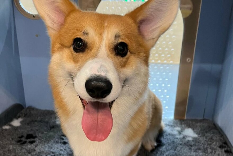 A corgi smiling for the camera with its tongue out.