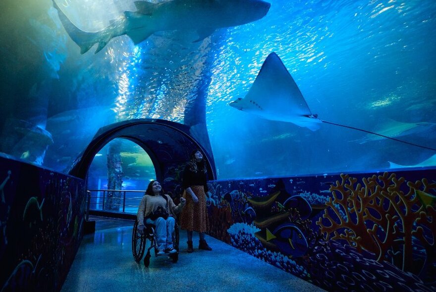 Two people inside the tunnel at an aquarium with stingrays swimming above. One person is using a wheelchair.