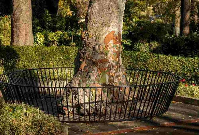 A tree stump in a large garden