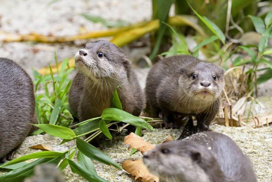 Otters in a zoo enclosure.