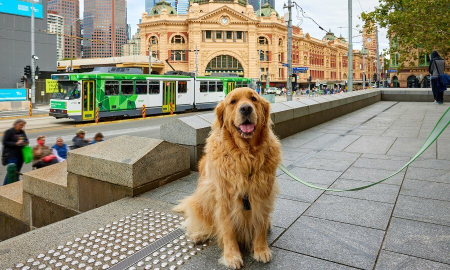 A golden retriever on a leash in front of Flinders Street Station. 