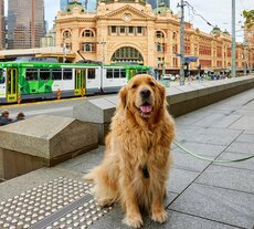 A dog-spotters’ guide to Melbourne
