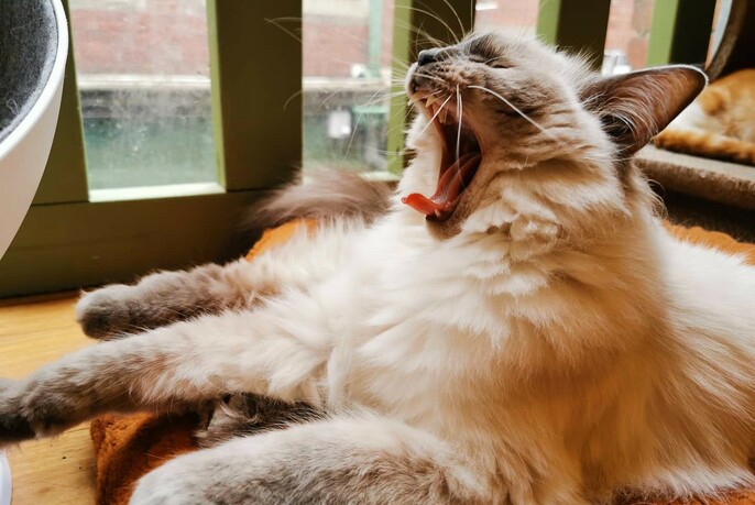 Long-haired cat yawning.