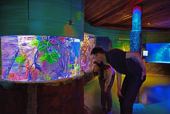 People looking at a colourful aquarium display.