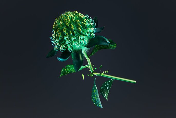A detailed image of a green waratah flower on a stem with leaves, suspended against a black background.