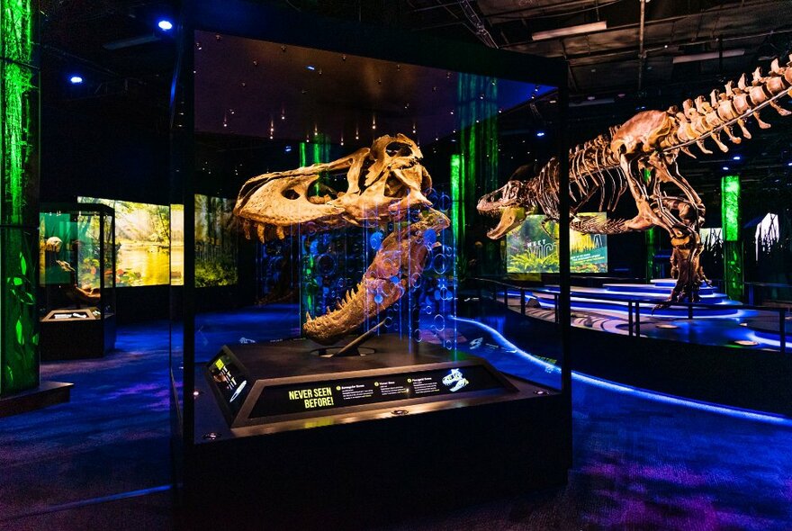 Dinosaur skeleton on display in a darkened museum setting.