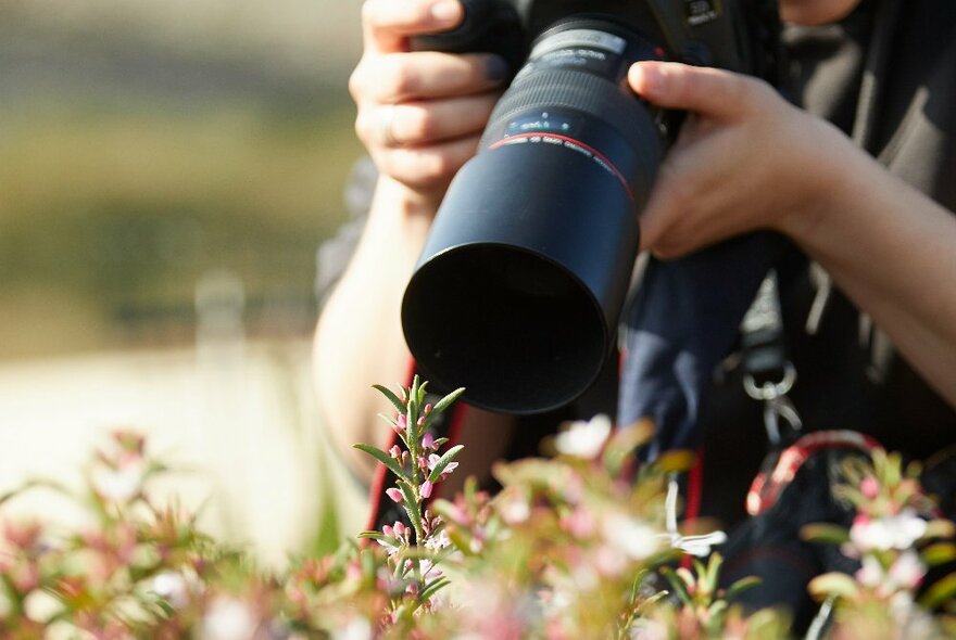 A pair of hands holding a SLR camera with a long telephoto zoom lens and photographing flora up close.