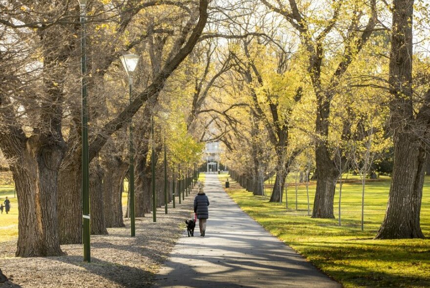 A person walking a black dog along a tree lined path in a park. 