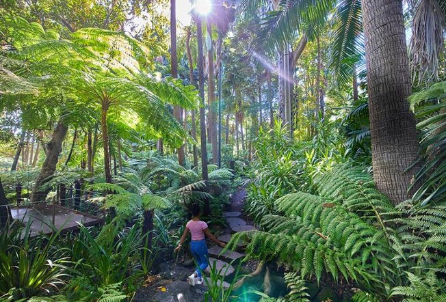 A woman walking through a fern filled park.