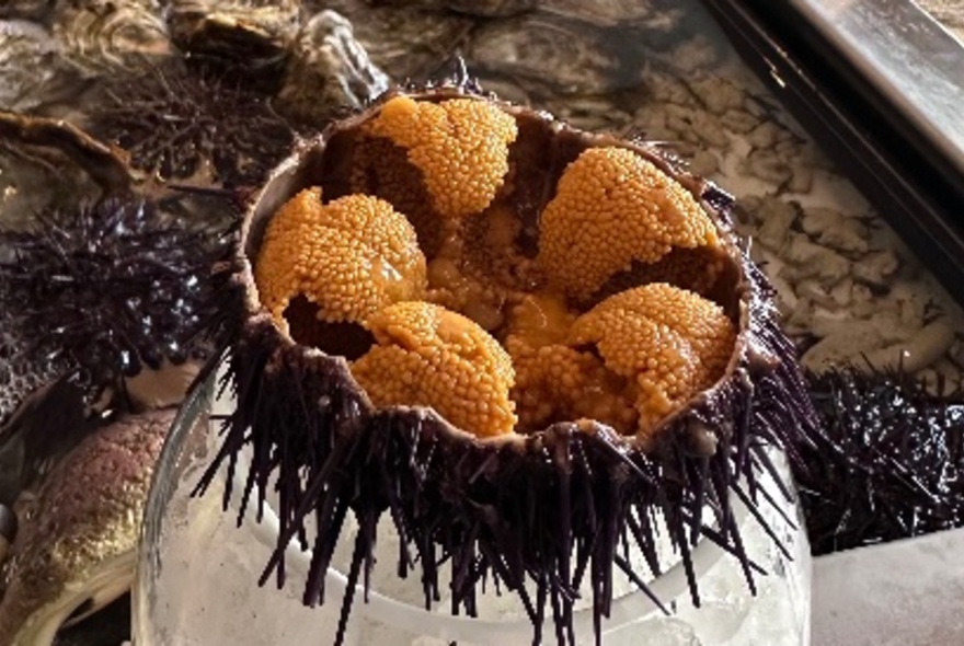 An opened sea urchin filled with orange-coloured roe.
